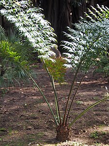 Cycas debaoensis, Sagowiec, 2023-02-24