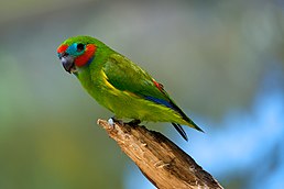 Папужка червонощокий (Cyclopsitta diophthalma)
