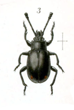 Cymones helopioides