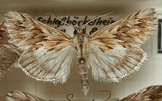 <i>Cynaeda</i> Genus of moths