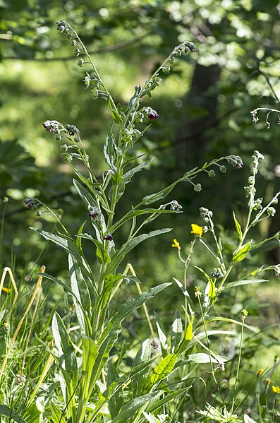 File:Cynoglossum germanicum plant (02).jpg