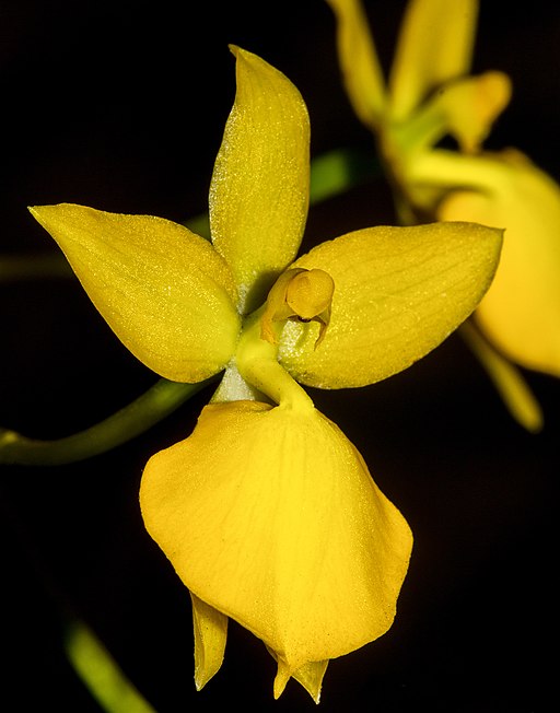 Cyrtochilum aureum (36064336340) - cropped