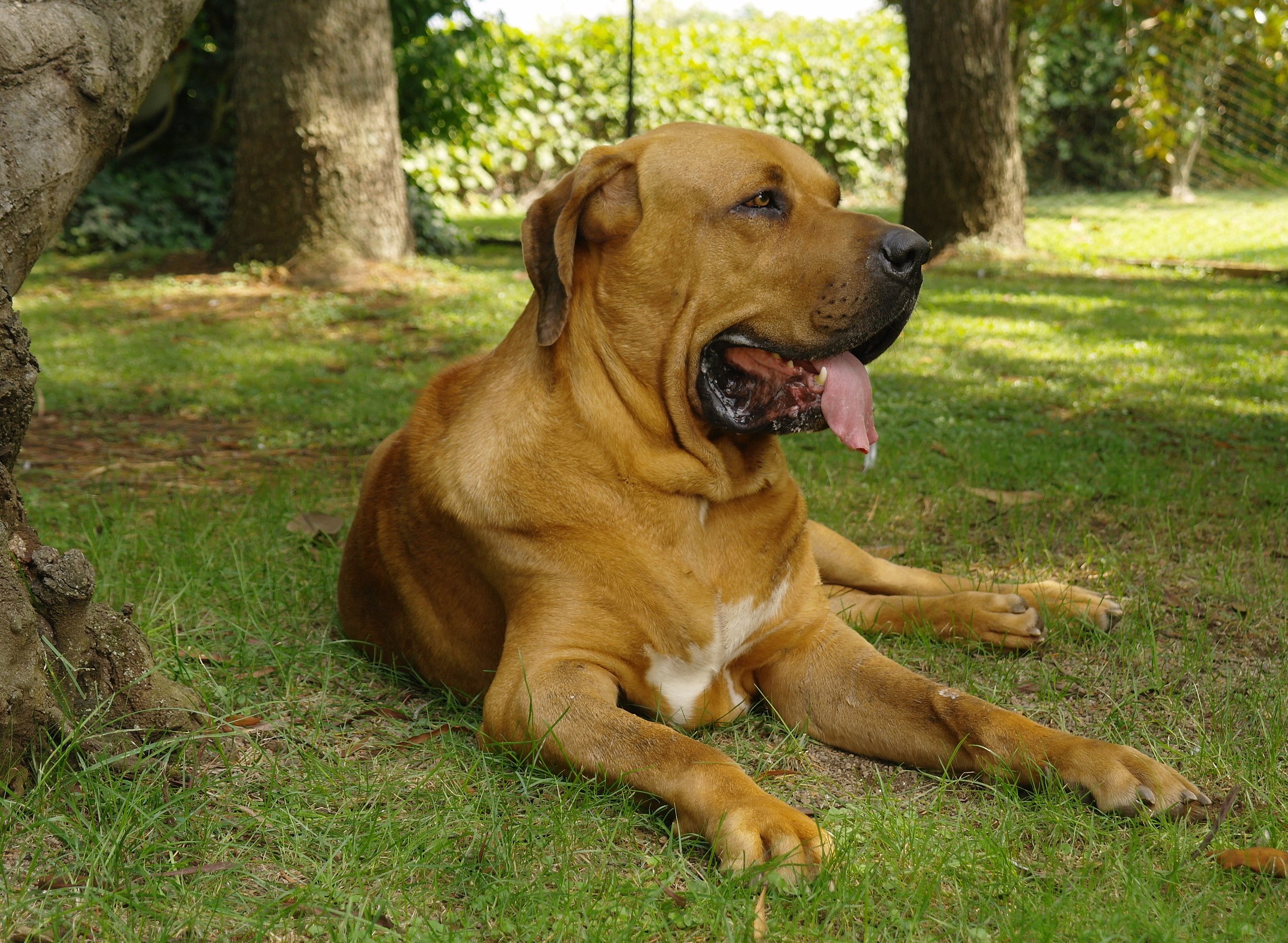 Male Fila Brasileiro, a Dog Breed from Brazil Stock Photo - Image of front,  molosser: 197570666