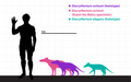 Silhouette di Dacrytherium in confronto con quella di un uomo