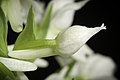 Dactylorhiza aristata white colour