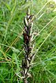 Dactylorhiza maculata