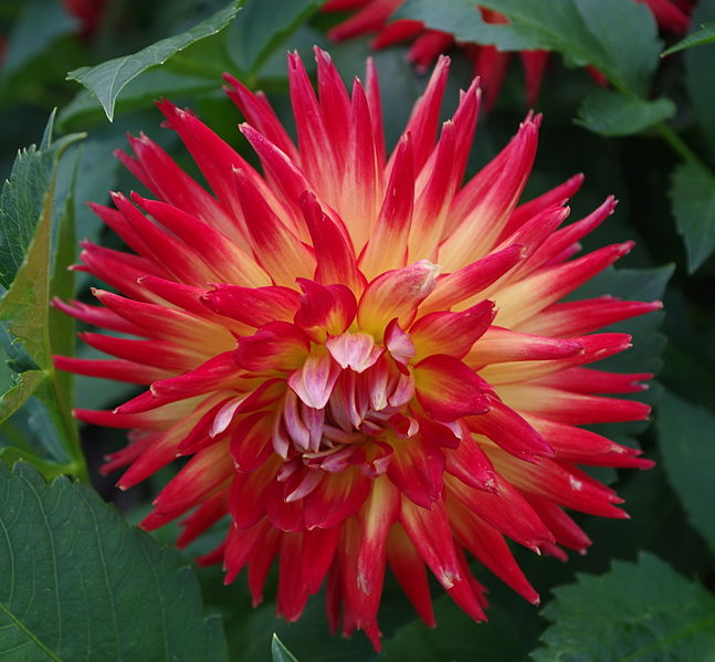 File:Dahlia ,2.JPG