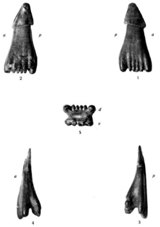 <i>Dalpiazia</i> Genus of cartilaginous fishes