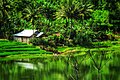 Danau Tuo Koto Sani Kabupaten Solok