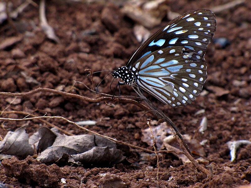 File:Dark Blue Tiger(Tirumala Septentrionis).jpg