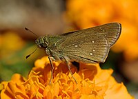 Dark Small markalı Swift.jpg