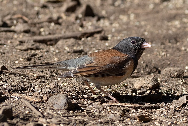 File:Dark eyed junco (27302).jpg