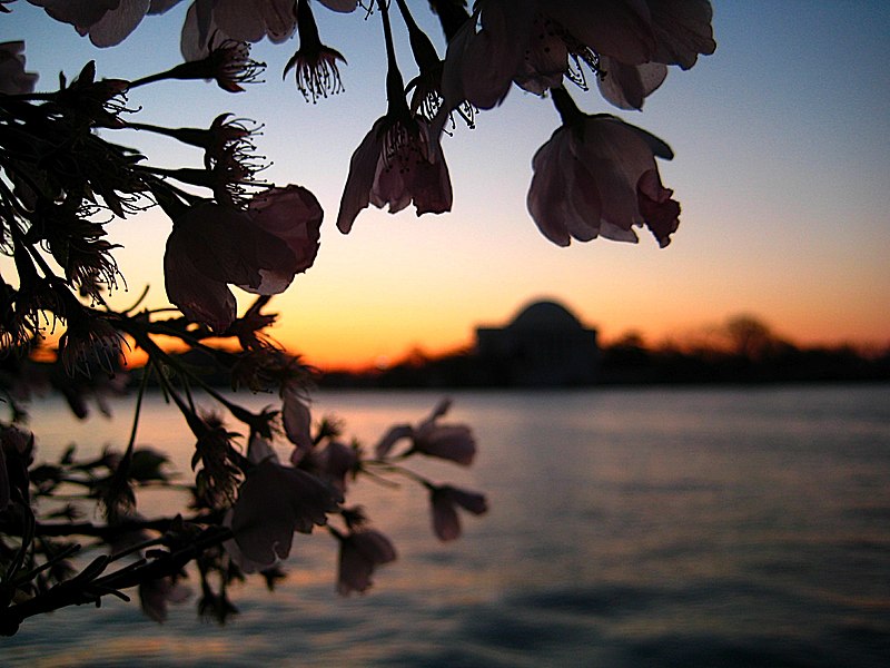 File:Dawn at the Tidal Basin to see the Blossoms - panoramio.jpg