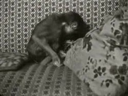 Bestand:De aap als huisdier-520291.ogv