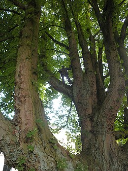 Belcampo: Loopbaan, Eerbewijzen, Prijzen