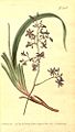 Dianella caerulea