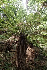 Modern Dicksonia, Deltoidosporites come probably from similar genera Dicksonia fibrosa kz06.jpg