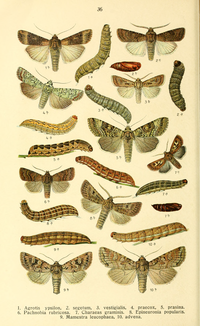 Moth and larva (figures 4) alongside related species in Karl Eckstein Die Schmetterlinge Deutschlands Dieschmetterling14ecks 0332.png