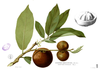 Diospyros blancoi