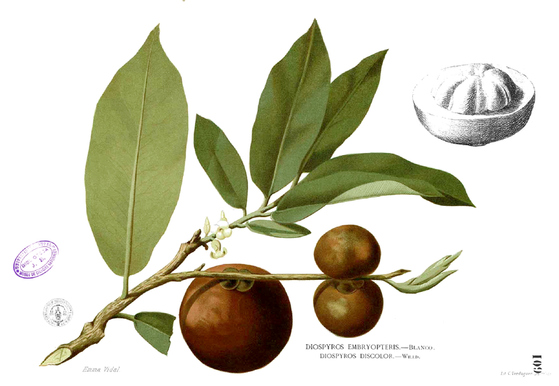 File:Diospyros blancoi Blanco1.109.png