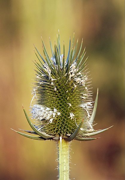 File:Dipsacus fullonum-3.jpg