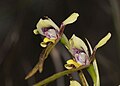 Diuris tricolor