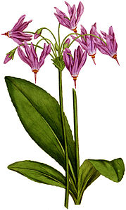 Plate 12 Dodecatheon meadia