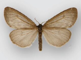 <i>Dodia albertae</i> Species of moth