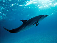 Atlantic spotted dolphin