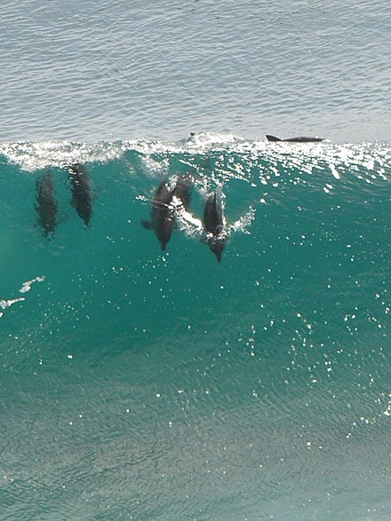Dolphins surfing at Snapper Rocks, Queensland, Australia