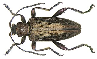 <i>Donacia obscura</i> Species of beetle