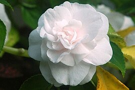 Variété à fleurs doubles d'impatiens walleriana.