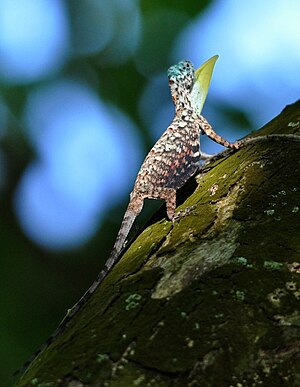 Draco sumatranus.jpg