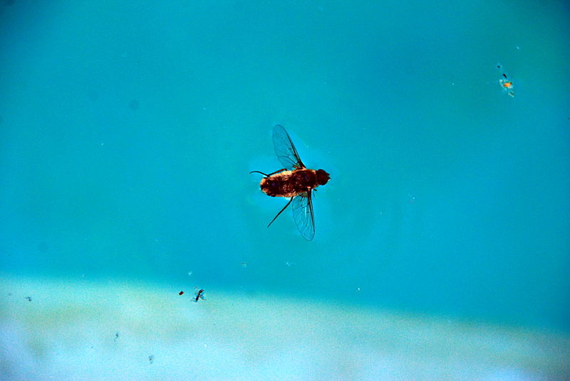 File:Drowned Insect 10 2012-07-28.jpg