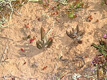 Dudleya hendrixii 1.jpg