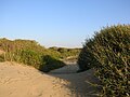 Le dune costiere, tra le meglio conservate d'Italia, sono costantemente minacciate dalle mareggiate e dall'antropizzazione della costa