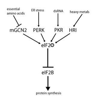 <span class="mw-page-title-main">EIF-2 kinase</span> Protein serine/threonine kinase that is induced by interferon