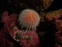 Echinus esculentus (European edible sea urchin) Echinus esculentus Loch Fyne.jpg