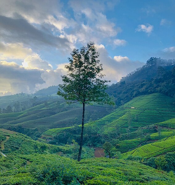 File:Edinburgh Tea estates.jpg