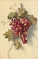 Grapes Against White Wall, 1883, National Gallery of Art
