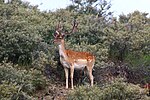 Miniatuur voor Bestand:Een damhert in de Kennemer duinen.jpg