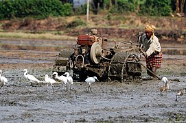 Cultivating the paddy fields. These things are dangerous… they have a reverse gear, you know.