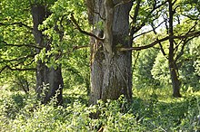 Eichenhain bei Penzenhofen