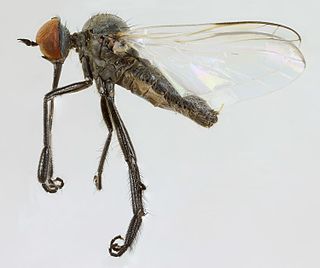 <i>Empis chioptera</i> Species of fly