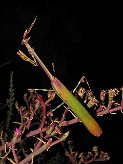 <i>Empusa guttula</i> Species of praying mantis