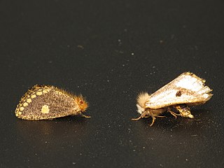 <i>Epicoma protrahens</i> Species of moth