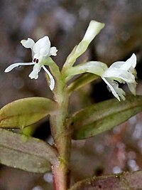 Epidendrum nanosimplex Hágsater & Dodson (1999) — Orchidaceae (30116973051) - cropped-1.jpg