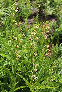 Epipactis gigantea