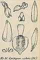 Epipogium roseum (as syn. Epipogium nutans) Tafel 16 Nr. 51 in: Rudolf Schlechter: Orchidaceen von Deutsch Neu-Guinea - Figuren-Atlas (1923-1928) (Detail)