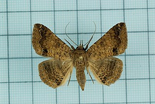 <i>Ericeia pertendens</i> Species of moth